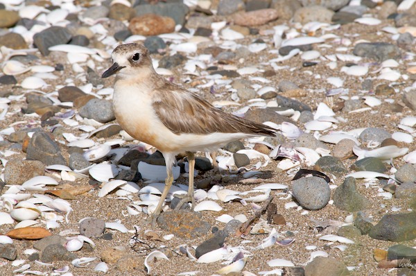 NewZealand 09 10  039